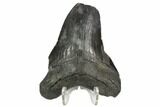 Bargain, Fossil Megalodon Tooth - South Carolina #124751-2